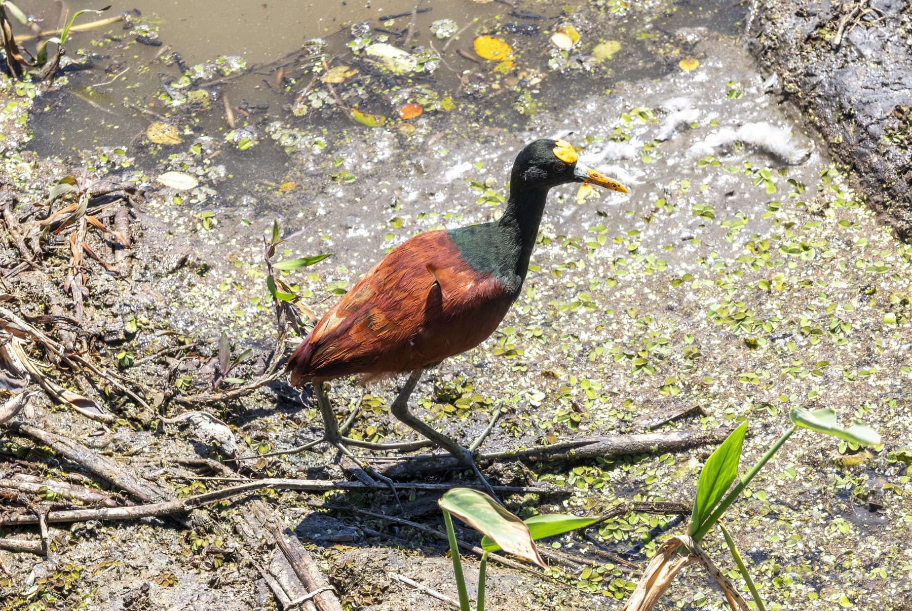 Northern Jacana, Palo Verde National Park, Belize